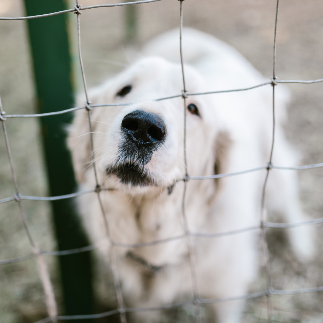 Cachorro para adoção